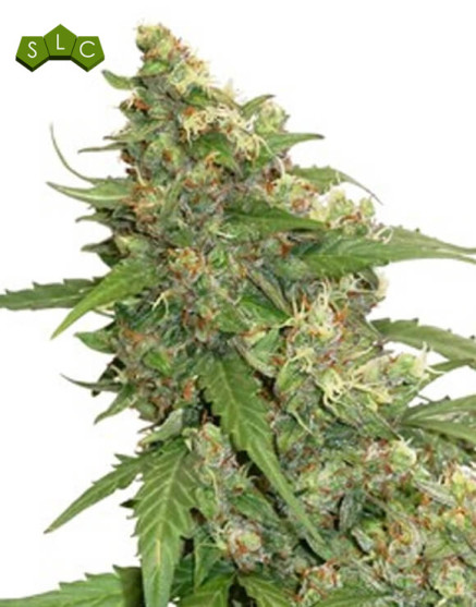 CBD Compassion Lime Autofloreciente Dutch Passion