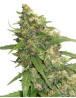 CBD Compassion Lime Autofloreciente Dutch Passion