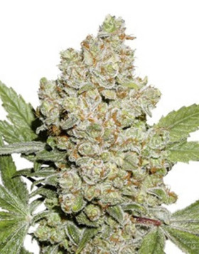 Auto Lemon Kix Dutch Passion