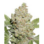 Auto Lemon Kix Dutch Passion