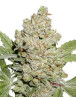Auto Lemon Kix Dutch Passion