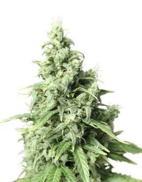 Auto Durban Poison