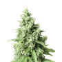 Auto Durban Poison