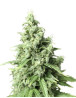 Auto Durban Poison