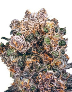 Blueberry Regular - Semillas Regulares al MEJOR Precio - SLC