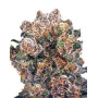 Blueberry Regular - Semillas Regulares al MEJOR Precio - SLC