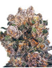 Blueberry Regular - Semillas Regulares al MEJOR Precio - SLC