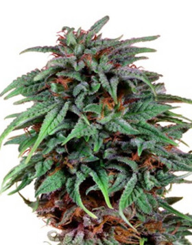 Semillas Durban Poison Regulares - OFERTA en SemillasLowCost