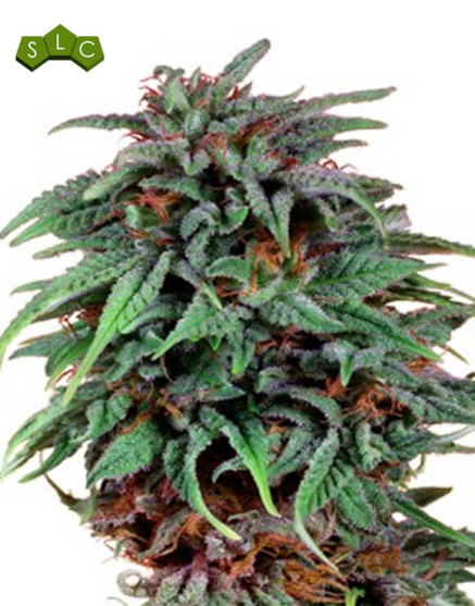 Semillas Durban Poison Regulares - OFERTA en SemillasLowCost