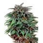 Semillas Durban Poison Regulares - OFERTA en SemillasLowCost