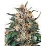 Comprar Hollands Hope Regular - OFERTA