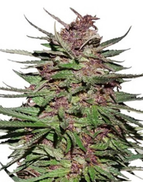 Semillas Purple #1 Regular - Info y Venta