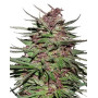 Semillas Purple #1 Regular - Info y Venta