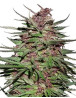 Semillas Purple #1 Regular - Info y Venta