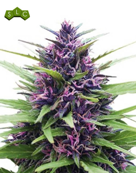 Shaman Regular - Regalos con tu Compra
