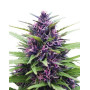 Shaman Regular - Regalos con tu Compra