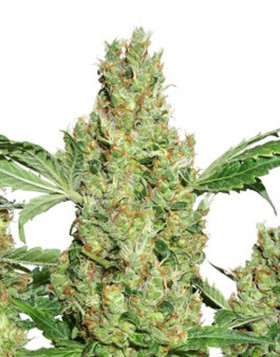 Semillas Power Plant Regular - Consejos + Venta