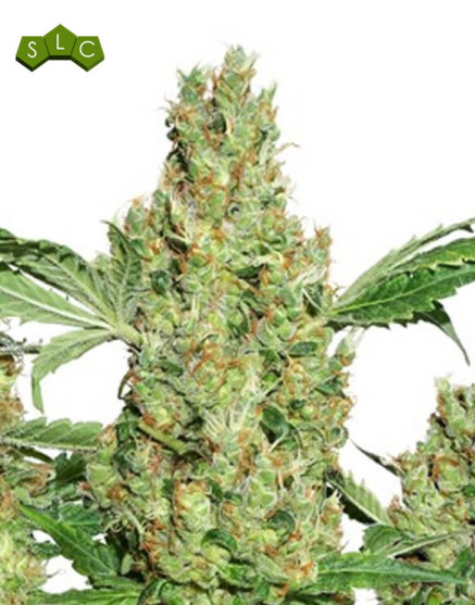 Semillas Power Plant Regular - Consejos + Venta