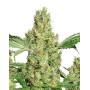Semillas Power Plant Regular - Consejos + Venta