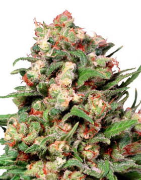 Skunk #1 Regular - Semillas Dutch en Oferta - SemillasLowCost