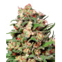 Skunk #1 Regular - Semillas Dutch en Oferta - SemillasLowCost