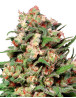 Skunk #1 Regular - Semillas Dutch en Oferta - SemillasLowCost