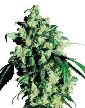 Super Skunk Sensi Seeds