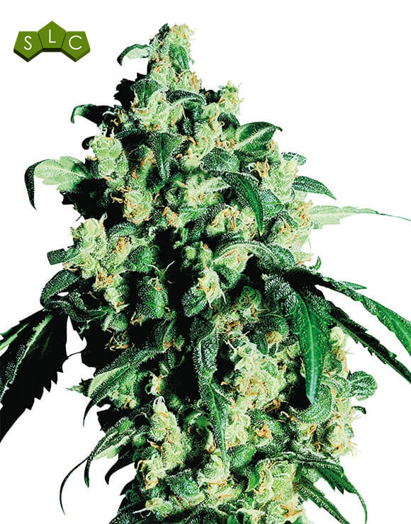 Super Skunk Sensi Seeds