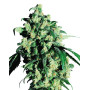 Super Skunk Sensi Seeds