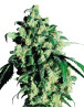 Super Skunk Sensi Seeds