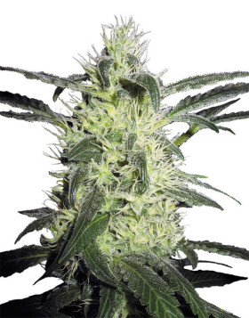 Silver Haze 9 Sensi Seeds 