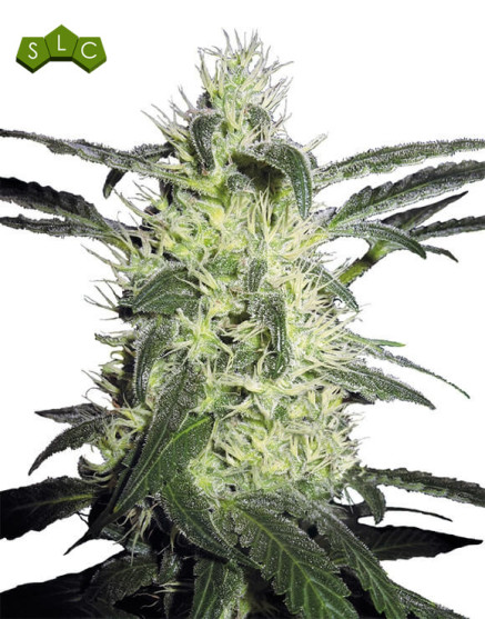 Silver Haze 9 Sensi Seeds 