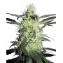 Silver Haze 9 Sensi Seeds 