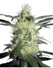 Silver Haze 9 Sensi Seeds 