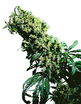 NL 5 X Haze Sensi Seeds