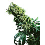 NL 5 X Haze Sensi Seeds