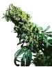 NL 5 X Haze Sensi Seeds