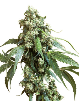 Jack Flash 5 Sensi Seeds
