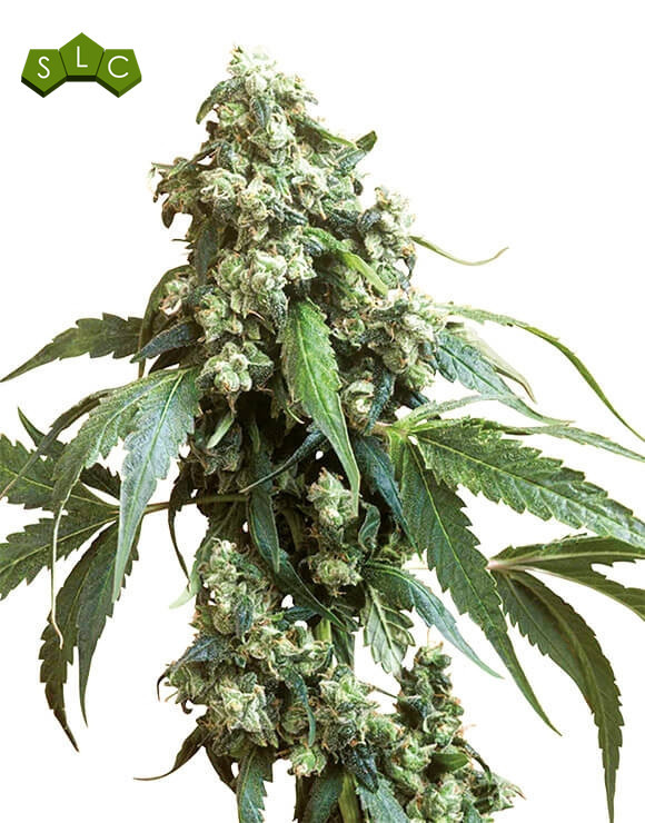 Jack Flash 5 Sensi Seeds