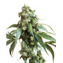 Jack Flash 5 Sensi Seeds