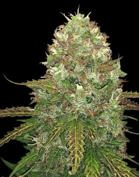 Critical CBD