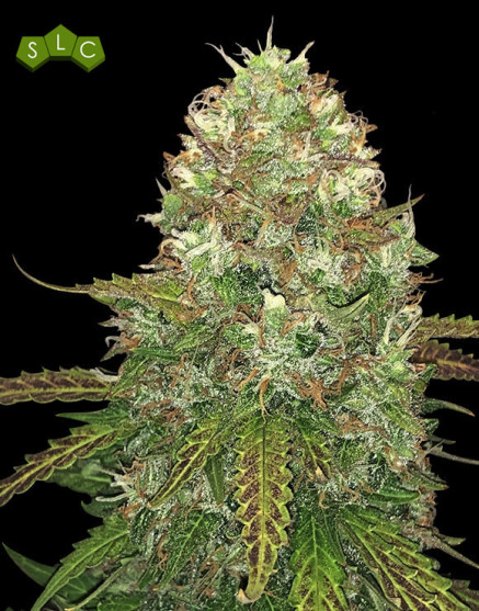Critical CBD