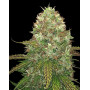 Critical CBD