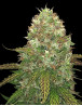 Critical CBD
