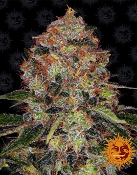 Shiskaberry - Barney's Farm