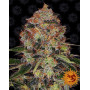 Shiskaberry - Barney's Farm