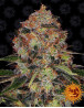 Shiskaberry - Barney's Farm