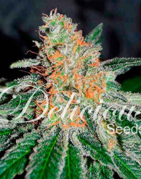 Cbd Jam® Feminizada