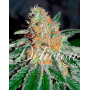 Cbd Jam® Feminizada