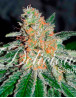 Cbd Jam® Feminizada